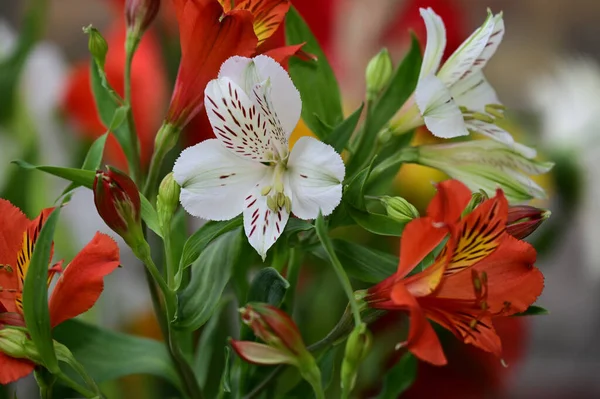 Flores Bonitas Que Crescem Jardim Dia Ensolarado — Fotografia de Stock