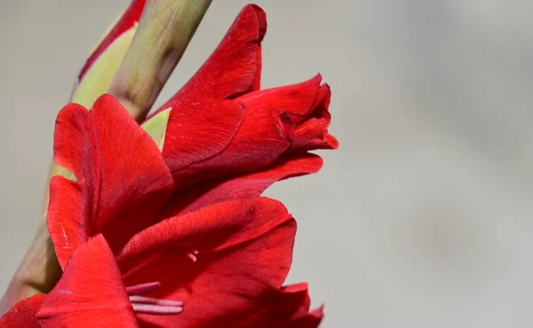 Vackra Blommor Xer Trã Dgã Rden Solig Dag — Stockfoto