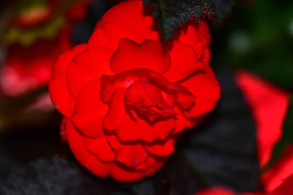 Krásná Růže Květiny Rostoucí Zahradě Létě Slunečný Den — Stock fotografie