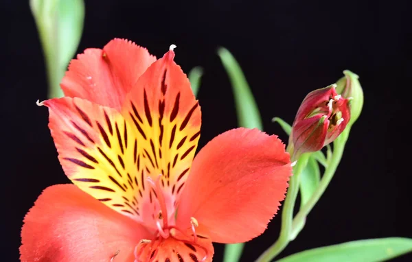 Ramo Hermosas Flores Sobre Fondo Oscuro Concepto Verano Vista Cercana —  Fotos de Stock