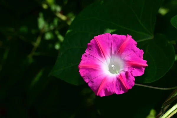 Hermosa Flor Que Crece Jardín Día Soleado — Foto de Stock