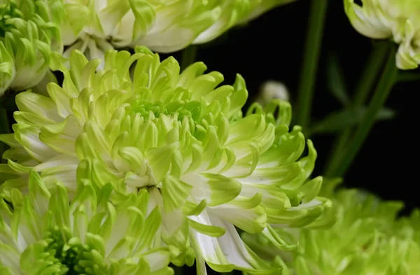 Bouquet Belles Fleurs Sur Fond Sombre Concept Été Vue Rapprochée — Photo