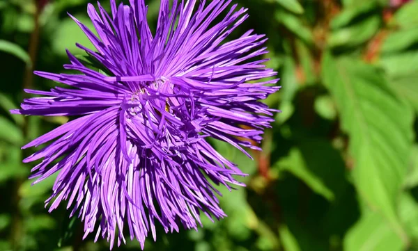 Bellissimi Fiori Che Crescono Giardino Nella Giornata Sole — Foto Stock