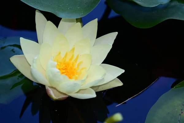 Hermoso Loto Floreciente Creciendo Estanque Día Verano — Foto de Stock