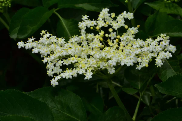 Hermosas Flores Que Crecen Jardín Día Soleado —  Fotos de Stock