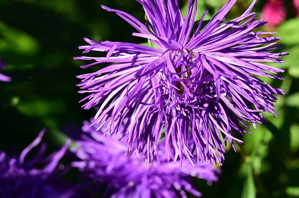 Beautiful Flowers Growing Garden Sunny Day — Stock Photo, Image