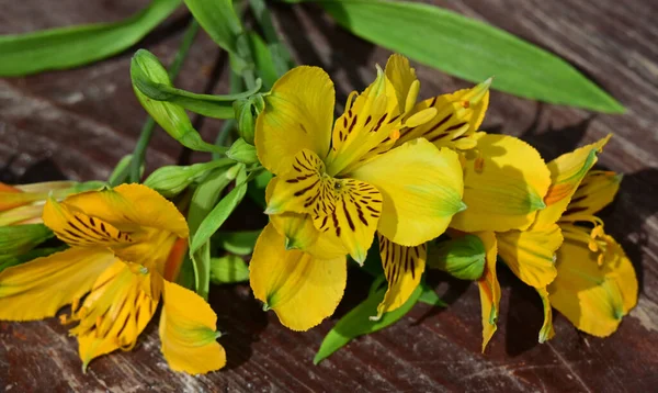 Flores Bonitas Que Crescem Jardim Dia Ensolarado — Fotografia de Stock