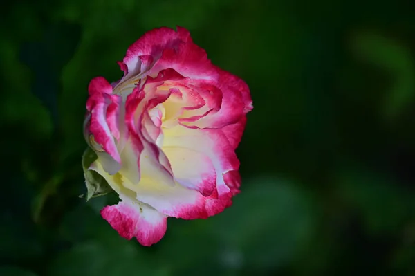 Belles Fleurs Poussant Dans Jardin Soleil Jour — Photo