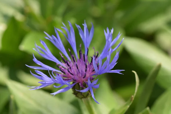 Mooie Bloem Groeien Tuin Zonnige Dag — Stockfoto