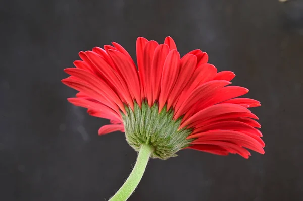 暗い背景に美しい花の花束 夏のコンセプト — ストック写真