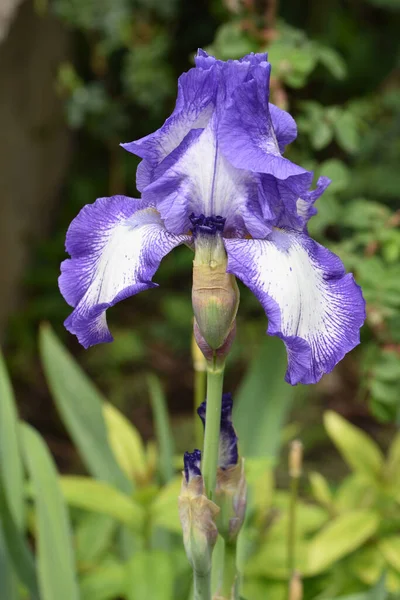 夏天阳光明媚的日子 花园里长着美丽的虹膜 — 图库照片