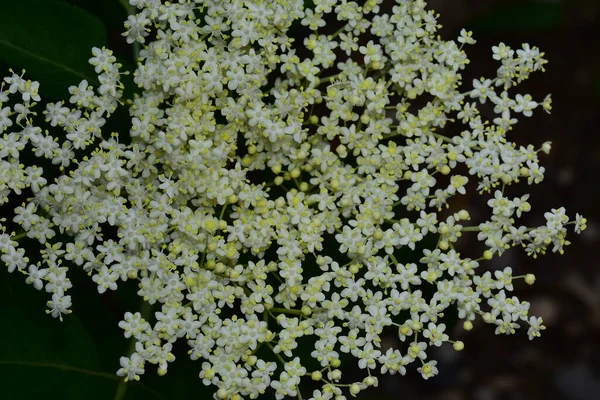 Güneşli bir günde bahçede büyüyen güzel çiçekler. 