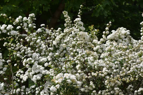 Güneşli bir günde bahçede büyüyen güzel çiçekler. 
