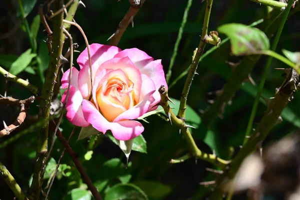 Belle Fleur Rose Poussant Dans Jardin Journée Ensoleillée Été — Photo