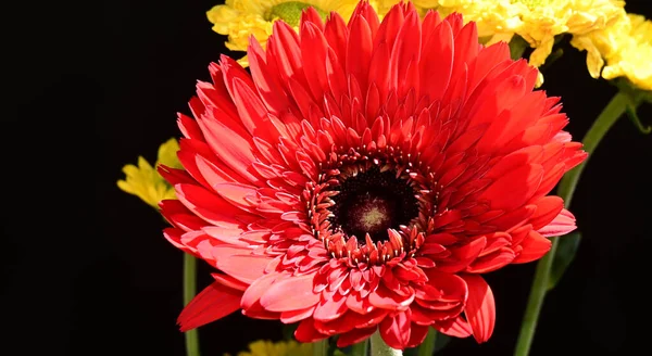 Blumenstrauß Auf Dunklem Hintergrund Sommerkonzept Nahsicht — Stockfoto