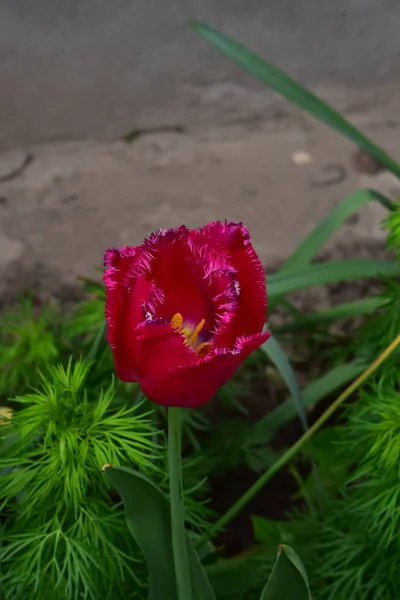 Belle Fleur Tulipe Poussant Dans Jardin Journée Ensoleillée Été — Photo