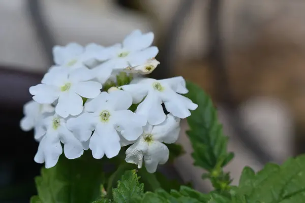 Vackra Blommor Xer Trã Dgã Rden Solig Dag — Stockfoto