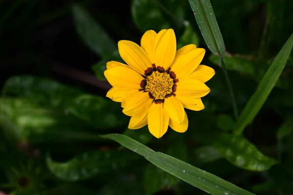 Beautiful Flower Growing Garden Sunny Day — Stock Photo, Image