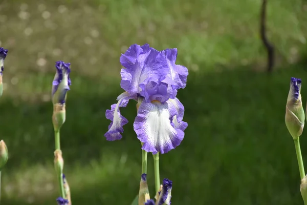 Hermosas Flores Que Crecen Jardín Día Soleado —  Fotos de Stock