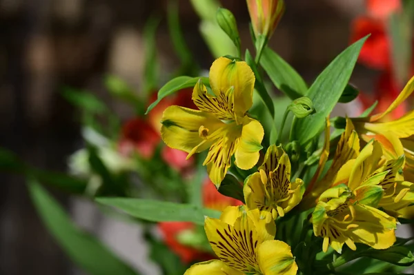 Bellissimi Fiori Che Crescono Giardino Nella Giornata Sole — Foto Stock