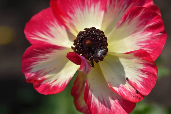 Güneşli bir günde bahçede büyüyen güzel çiçek. 