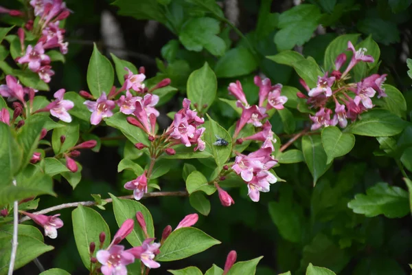 Vackra Blommor Xer Trã Dgã Rden Solig Dag — Stockfoto