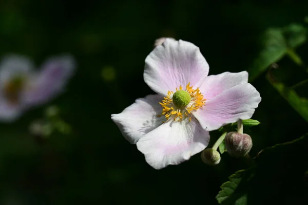 Belle Fleur Poussant Dans Jardin Jour Ensoleillé — Photo