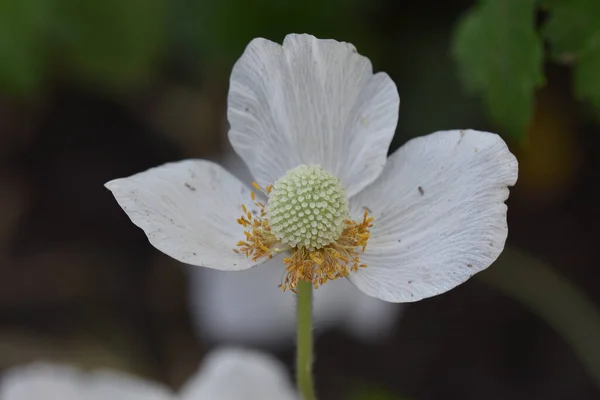 Mooie Bloem Groeien Tuin Zonnige Dag — Stockfoto