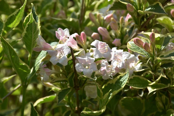 Bellissimi Fiori Che Crescono Giardino Nella Giornata Sole — Foto Stock