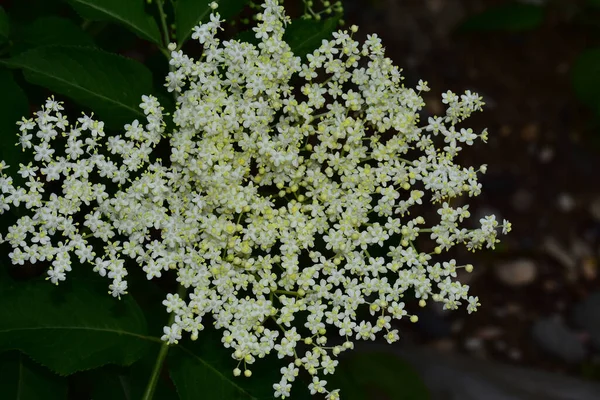 Güneşli bir günde bahçede büyüyen güzel çiçekler. 
