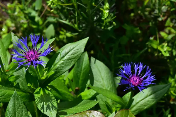 Hermosas Flores Que Crecen Jardín Día Soleado —  Fotos de Stock