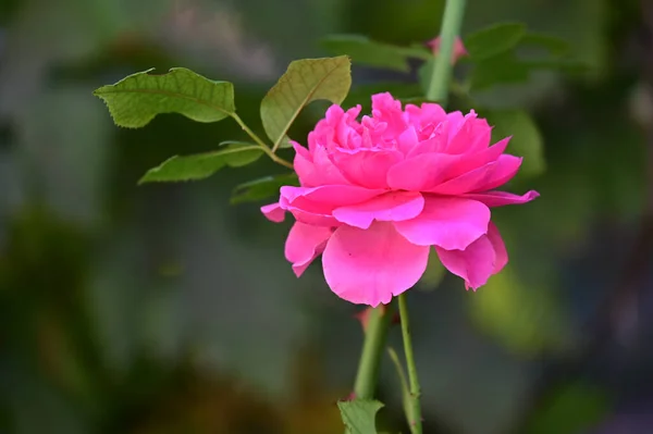 Güneşli Yaz Gününde Bahçede Büyüyen Güzel Bir Gül Çiçeği — Stok fotoğraf