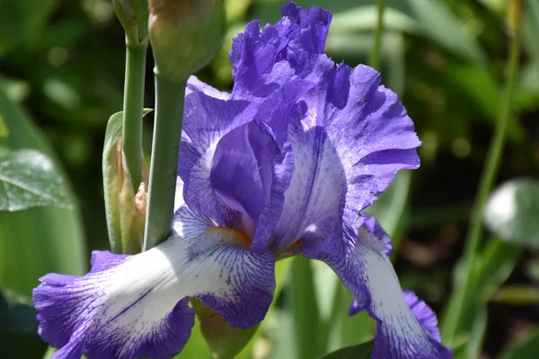 Belles Fleurs Poussant Dans Jardin Soleil Jour — Photo