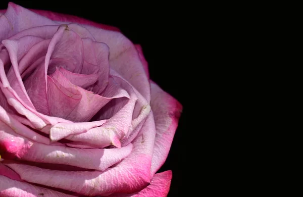 Schöne Rose Auf Dunklem Hintergrund Sommerkonzept Nahsicht — Stockfoto