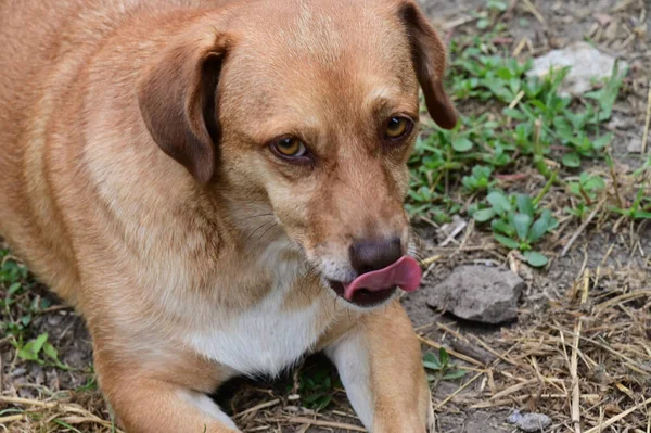 Netter Hund Hat Spaß Freien Einem Sommertag — Stockfoto