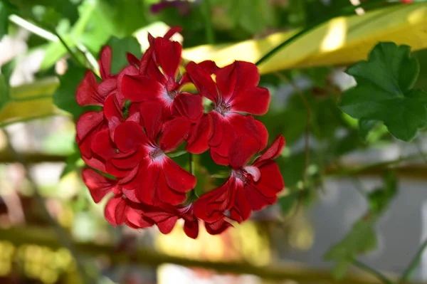Красиві Квіти Ростуть Саду Сонячний День — стокове фото