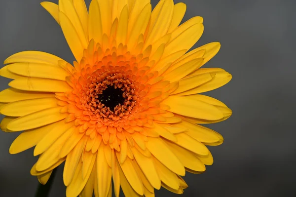 Bellissimi Fiori Che Crescono Giardino Nella Giornata Sole — Foto Stock