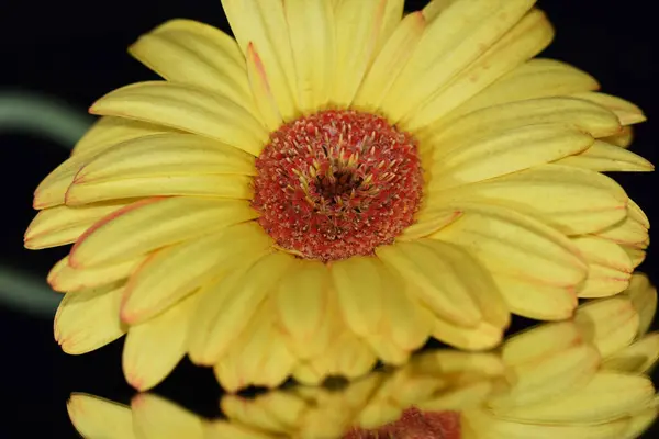 Piękna Gerbera Ciemnym Tle Koncepcja Latem Widok Bliska — Zdjęcie stockowe