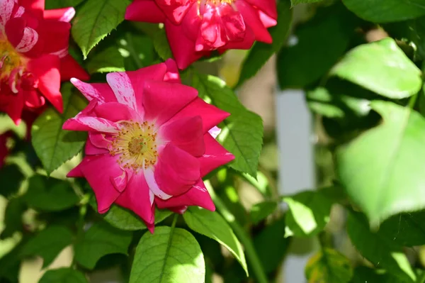 Flores Bonitas Que Crescem Jardim Dia Ensolarado — Fotografia de Stock