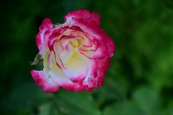 Belles Fleurs Poussant Dans Jardin Soleil Jour — Photo