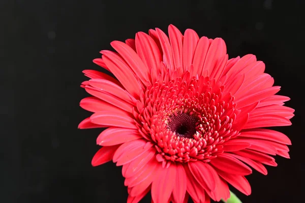 Ramo Hermosas Flores Sobre Fondo Oscuro Concepto Verano Vista Cercana —  Fotos de Stock