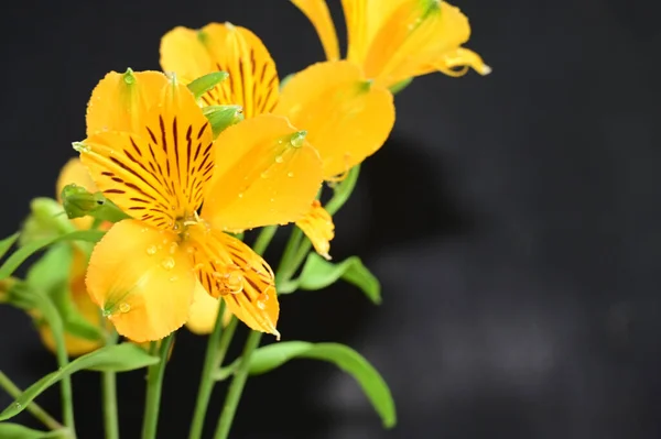 暗い背景に美しい花の花束 夏のコンセプト — ストック写真