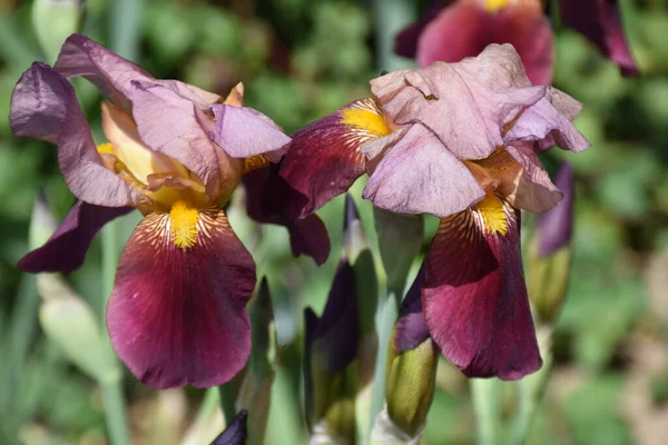 Hermosas Flores Que Crecen Jardín Día Soleado —  Fotos de Stock