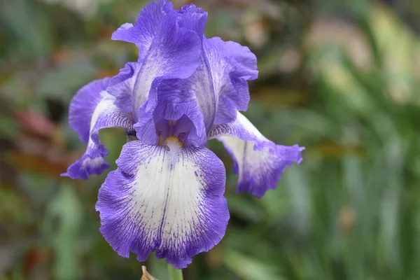 Hermosas Flores Que Crecen Jardín Día Soleado — Foto de Stock