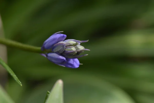 Flores Bonitas Que Crescem Jardim Dia Ensolarado — Fotografia de Stock