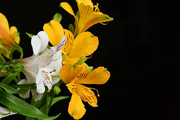 Buquê Flores Bonitas Fundo Escuro Conceito Verão Vista Próxima — Fotografia de Stock