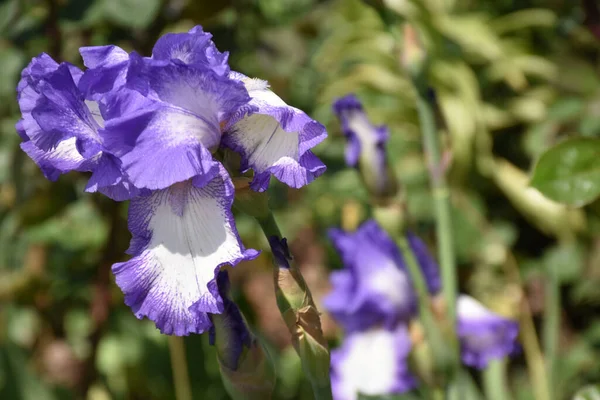 Flores Bonitas Que Crescem Jardim Dia Ensolarado — Fotografia de Stock