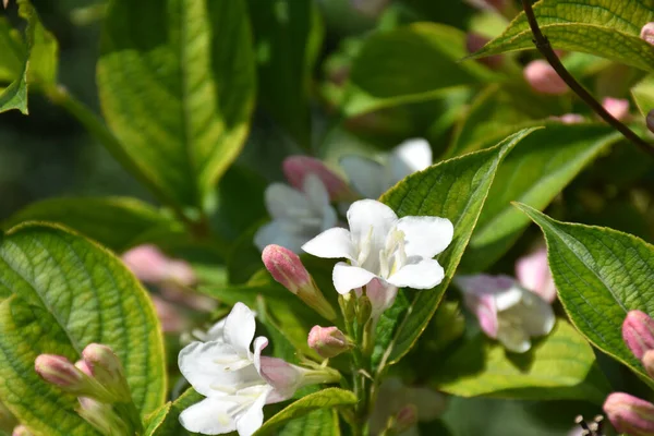 Vackra Blommor Xer Trã Dgã Rden Solig Dag — Stockfoto