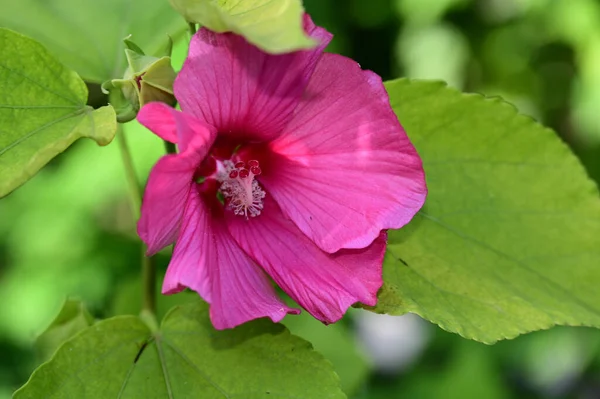 Flores Bonitas Que Crescem Jardim Dia Ensolarado — Fotografia de Stock