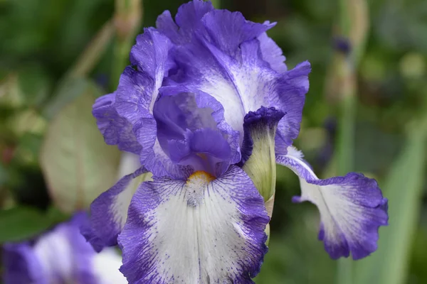 Güneşli bir günde bahçede büyüyen güzel çiçekler. 